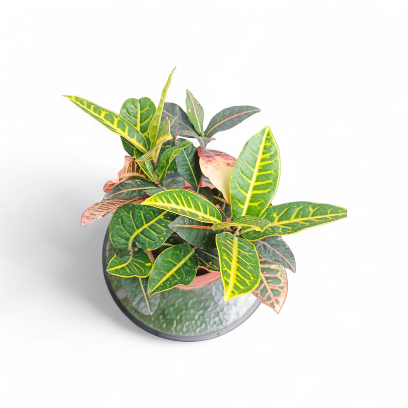 Shrubs - Indoor