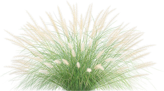 Shrubs - Outdoor