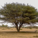 Arabic Acacia (Acacia Arabica)