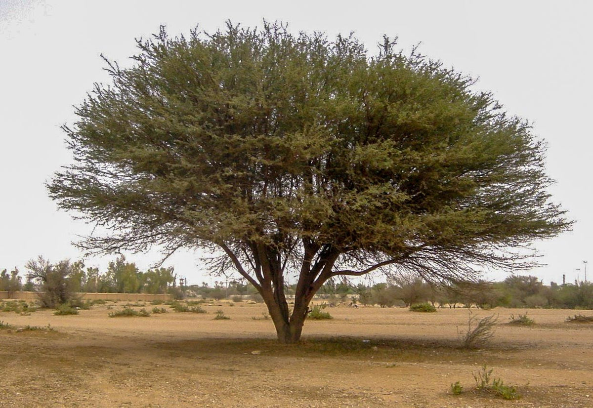 Arabic Acacia (Acacia Arabica)