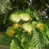 Lebbeck Tree (Albizia Lebbeck)