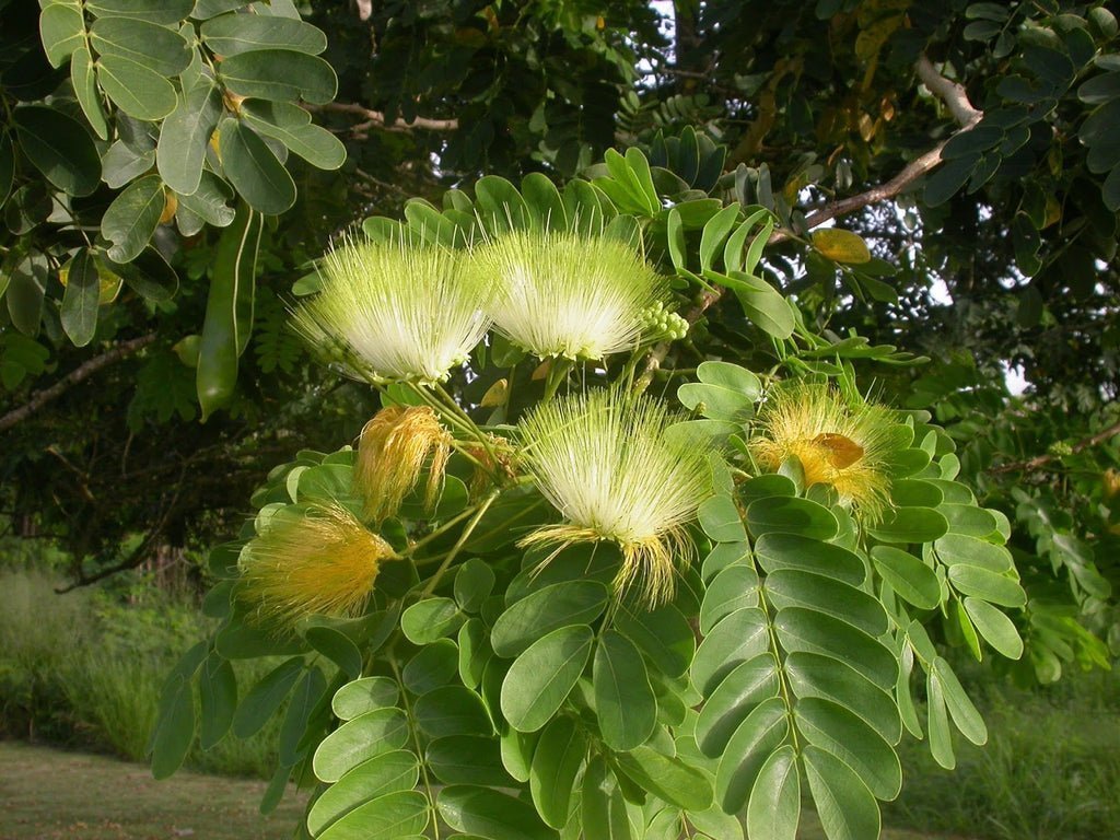 Lebbeck Tree (Albizia Lebbeck)