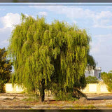 Ghaf Tree (Prosopis Cineraria)