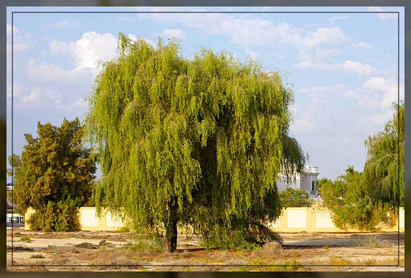Ghaf Tree (Prosopis Cineraria)