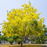 Golden Shower (Cassia Fistula)
