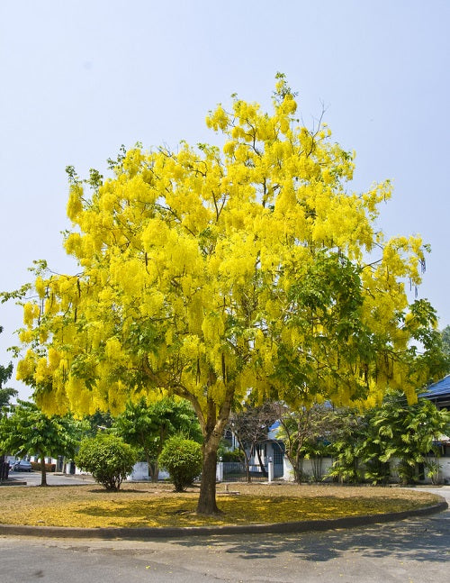 Golden Shower (Cassia Fistula)