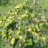 Indian Jujube (Ziziphus Jujuba)