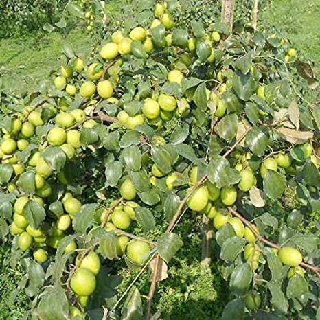 Indian Jujube (Ziziphus Jujuba)