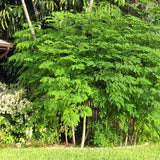 Moringa (Moringa Peltoforum)