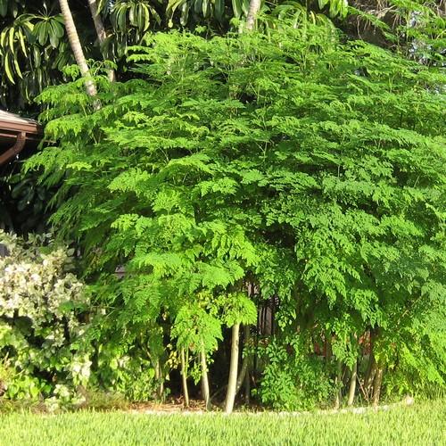 Moringa (Moringa Peltoforum)
