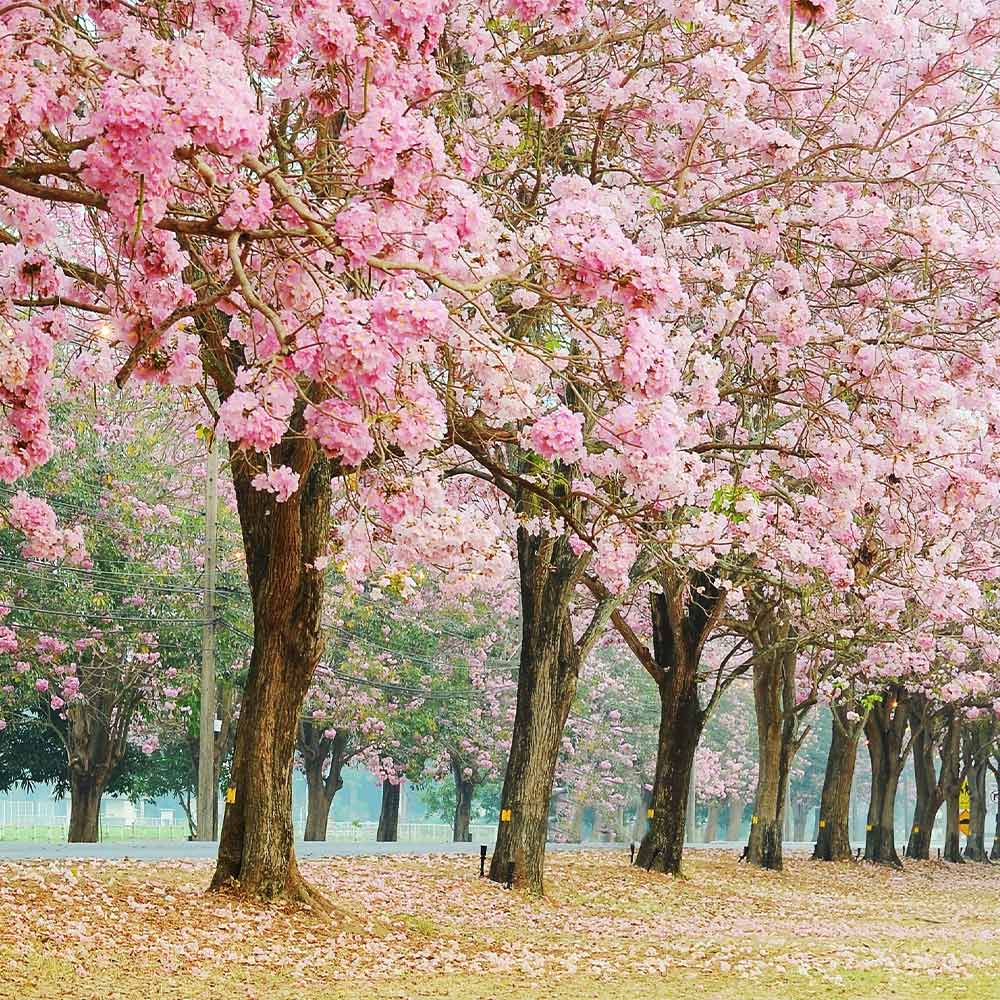 Pink Trumpet (Tebebuia Rosea)