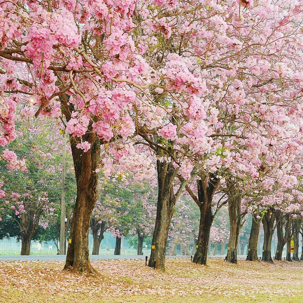 Pink Trumpet (Tebebuia Rosea)
