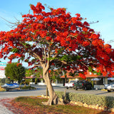 Royal Poinciana (Delonix Regia)