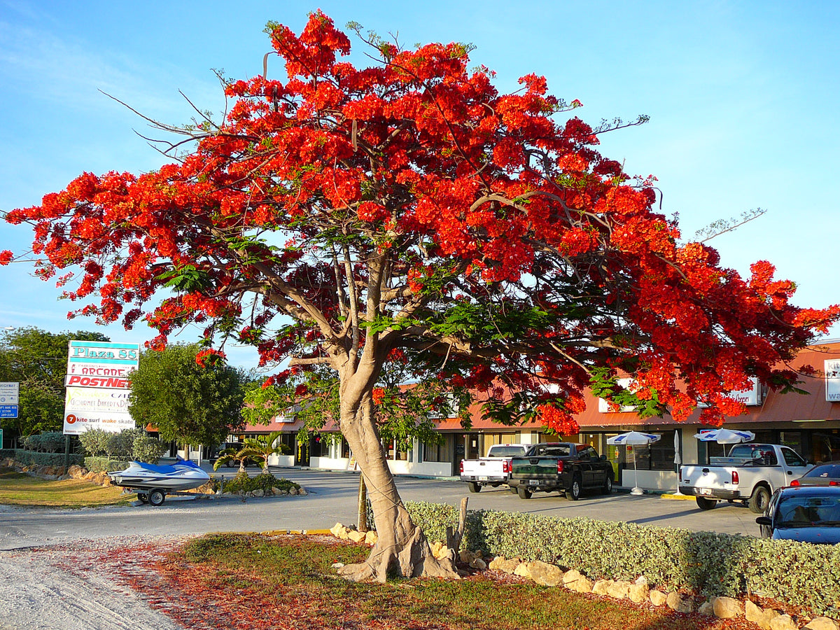 Royal Poinciana (Delonix Regia)