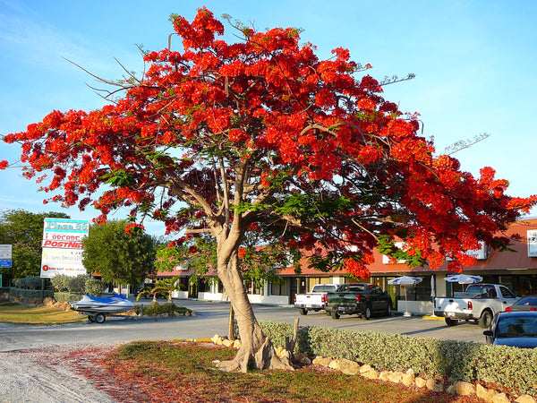 Royal Poinciana (Delonix Regia)