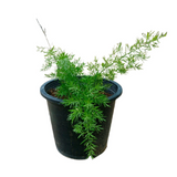 Emerald Veil Ornamental Shrub