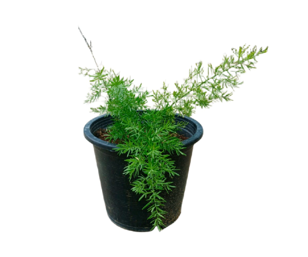 Emerald Veil Ornamental Shrub