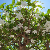 Tree Jasmine (Millingtonia Hortensis)