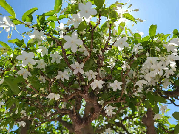 Tree Jasmine (Millingtonia Hortensis)
