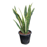 Plant 3