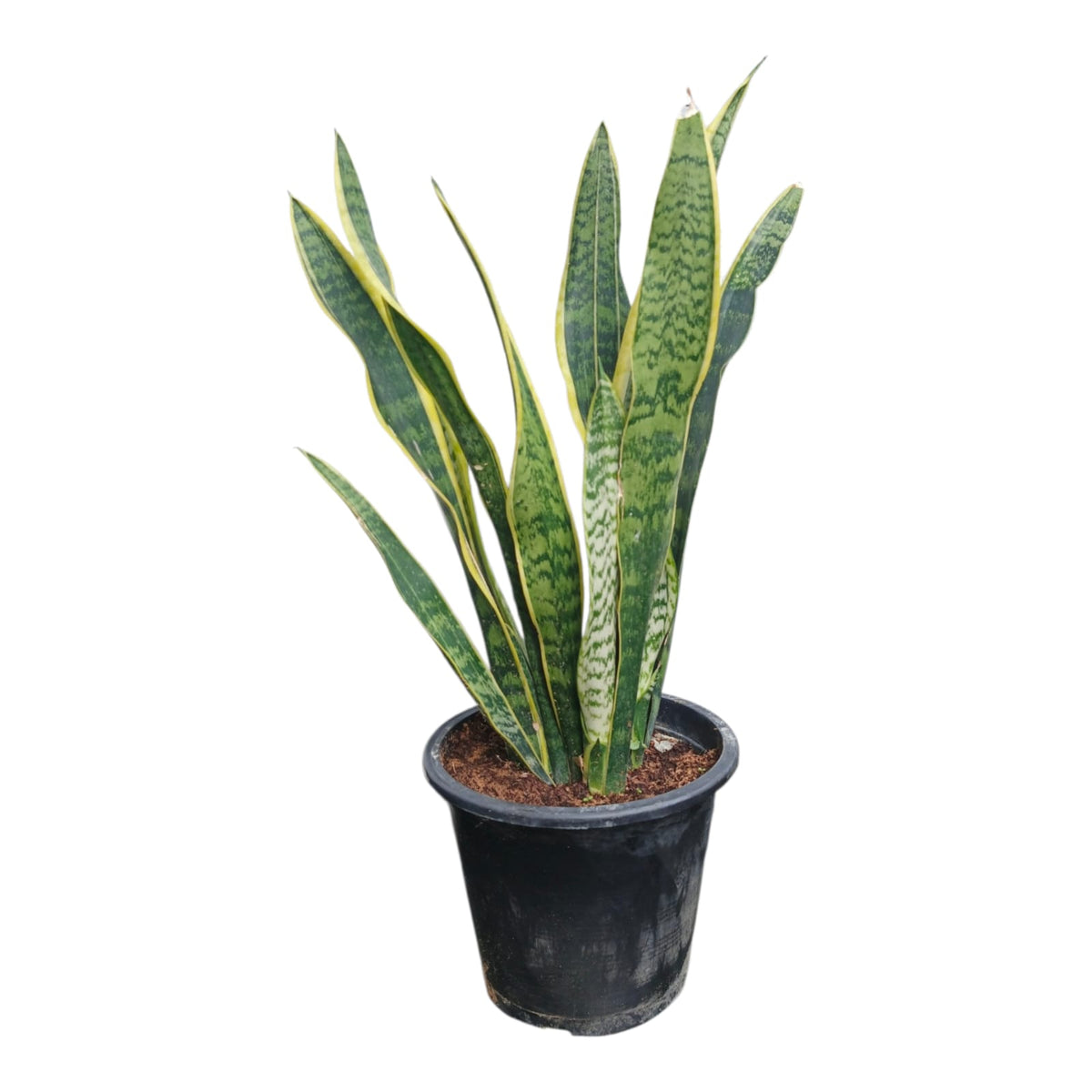 Plant 3