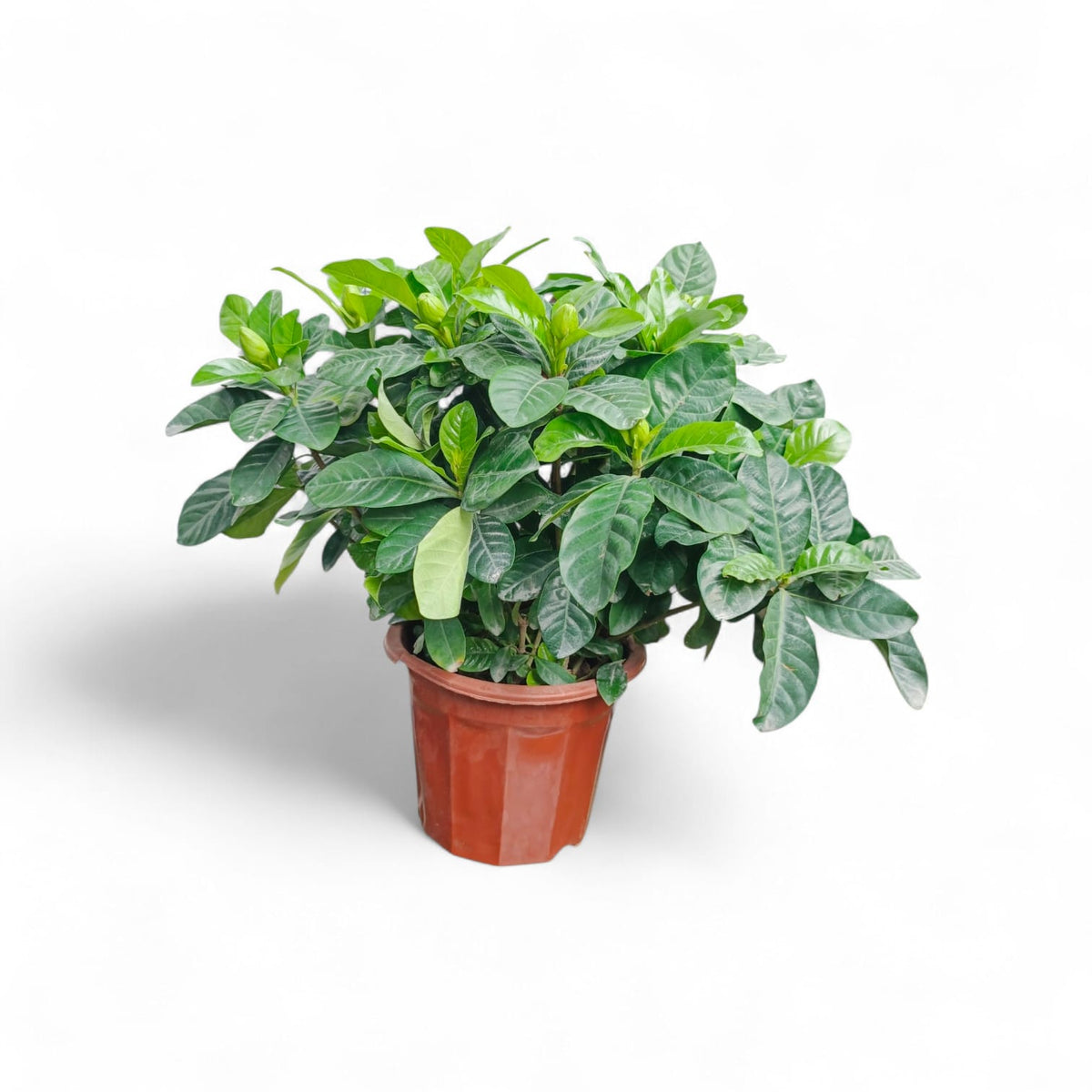 Plant 2