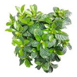 Plant 2