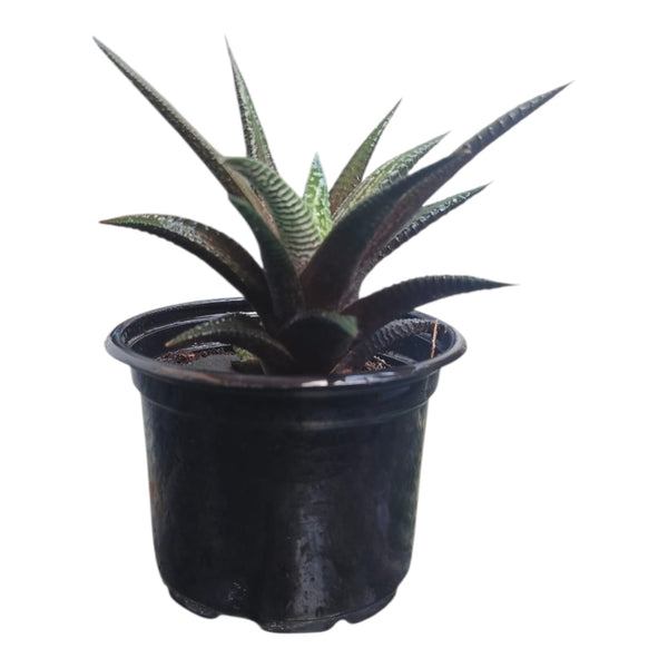 Plant 9