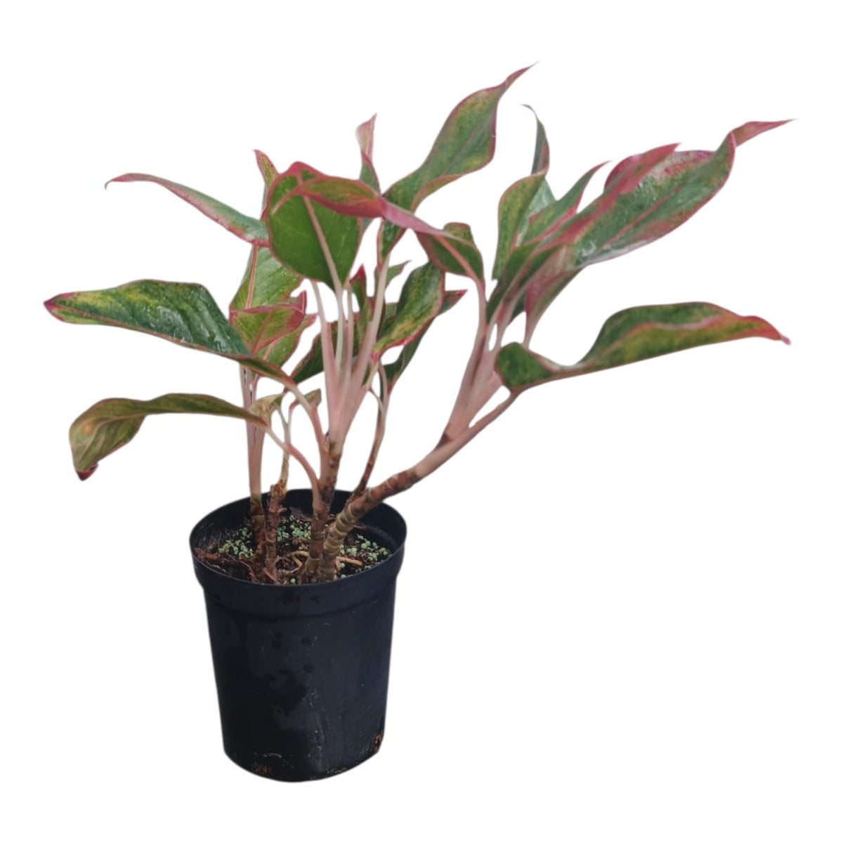 Plant 8