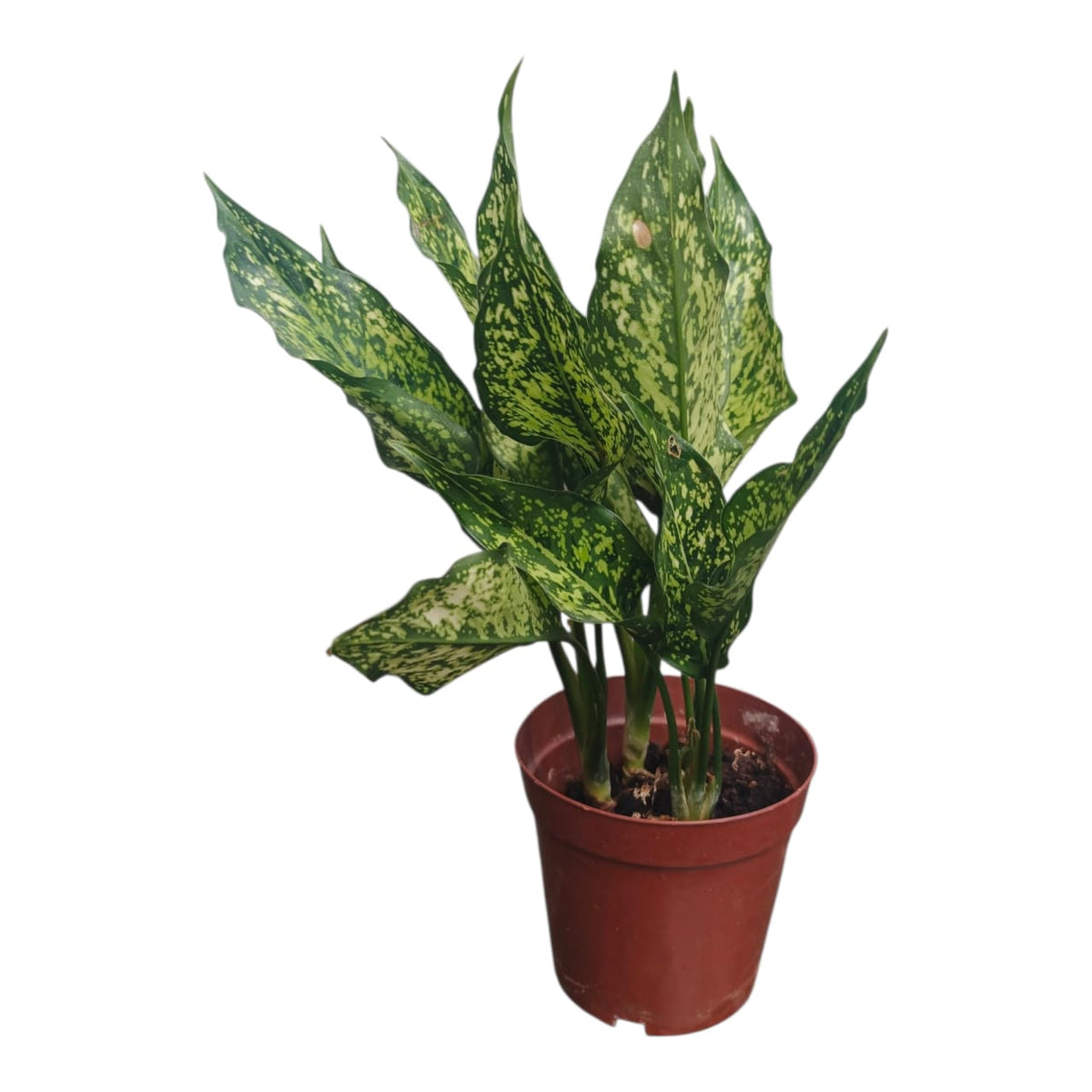 Plant 7