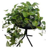 Plant 6