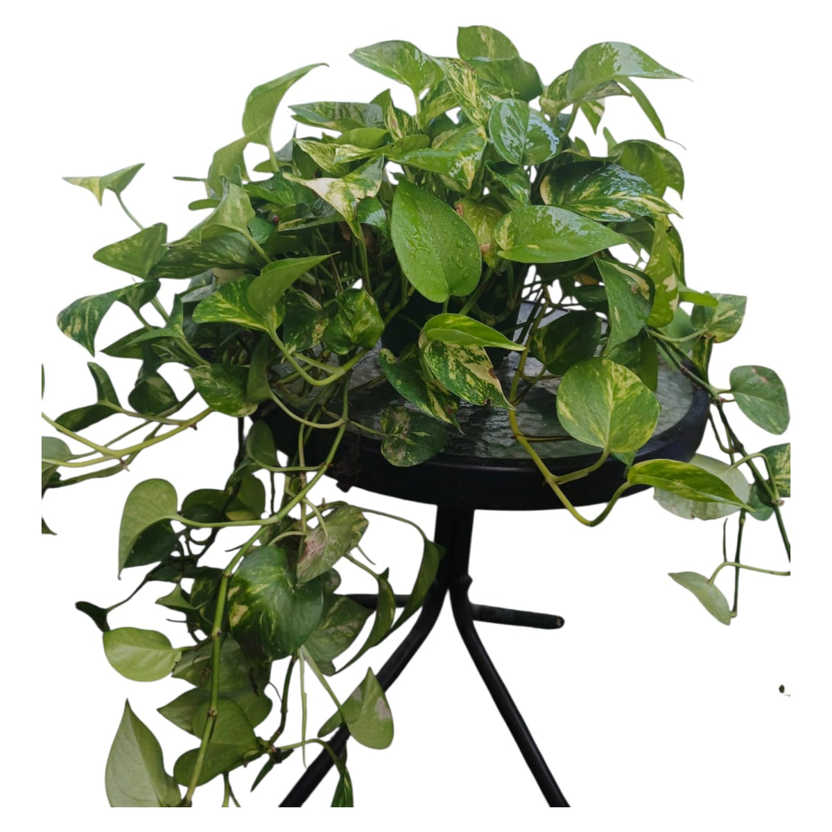Plant 6