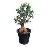 Plant 5