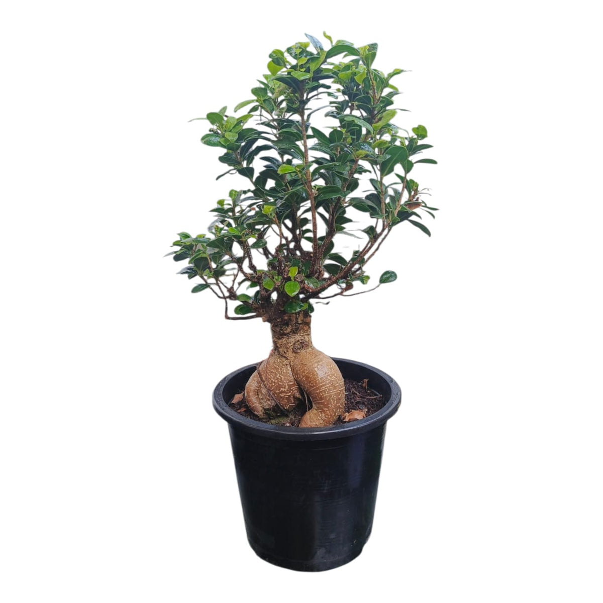Plant 5