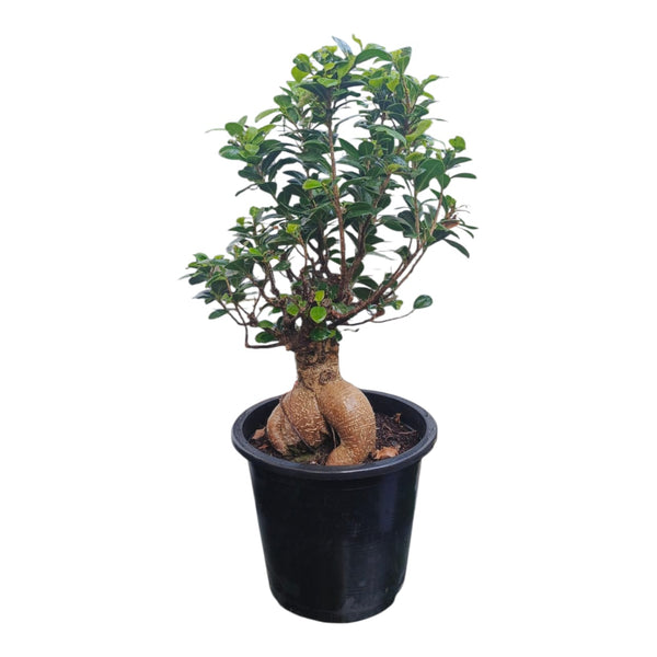 Plant 5