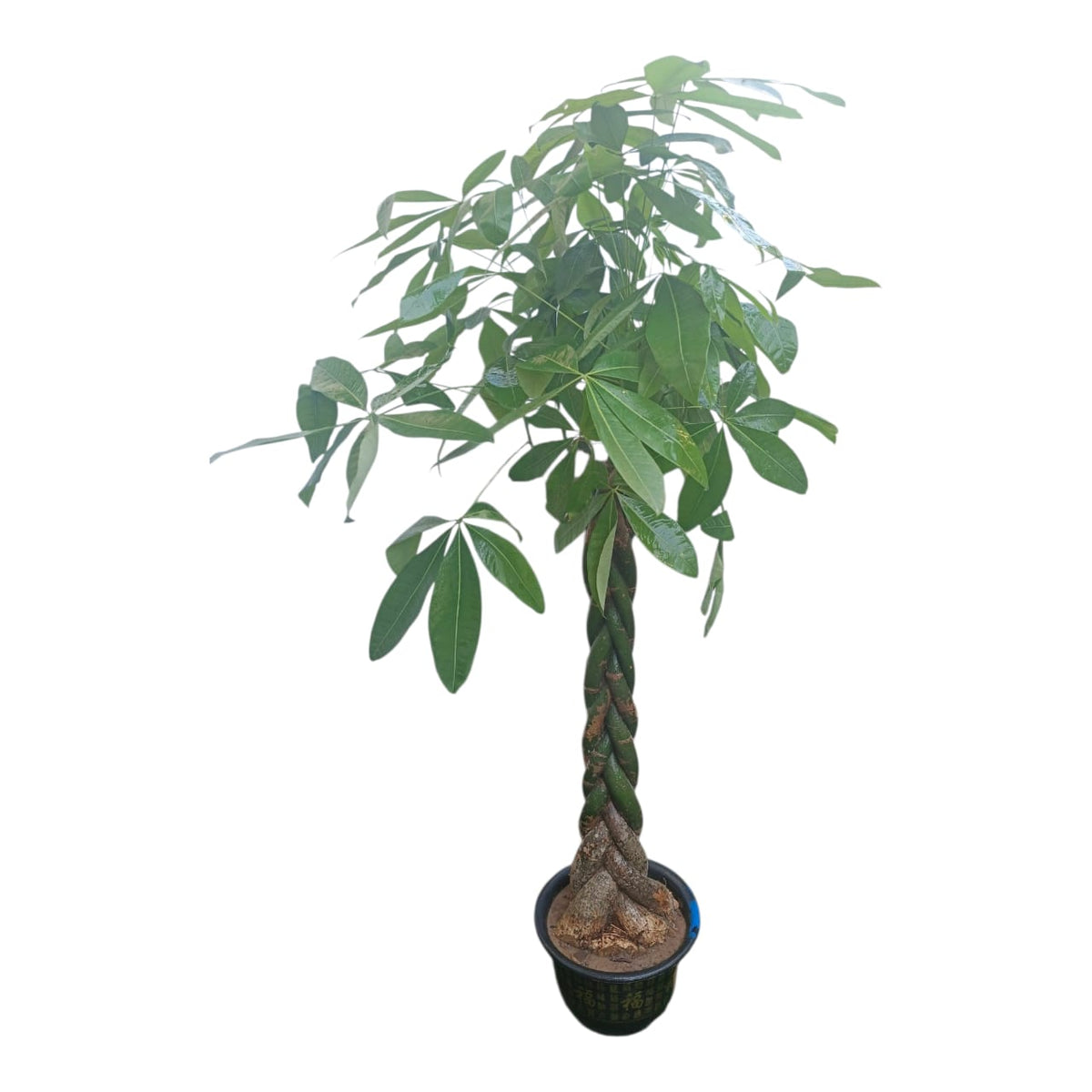Plant 4