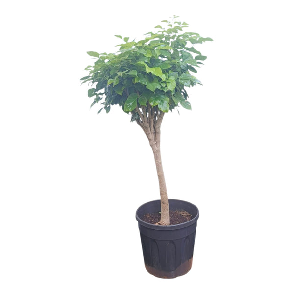 Plant 10