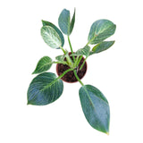 Philodendron Birkin (Philodendron ‘Birkin’)