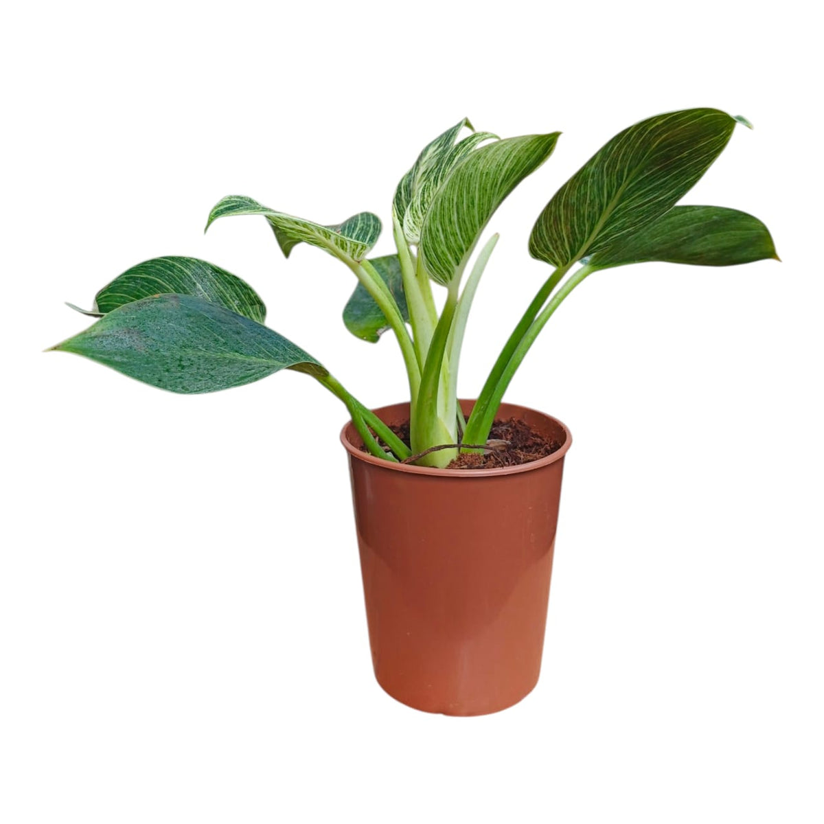 Philodendron Birkin (Philodendron ‘Birkin’)