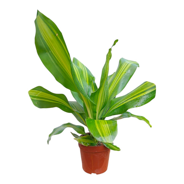 Plant 20