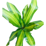 Plant 20
