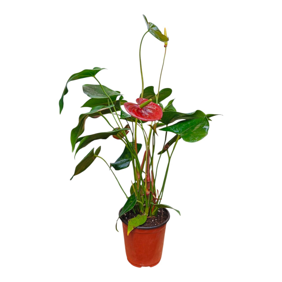 Plant 21