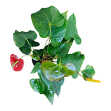 Plant 21