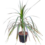 Plant 22