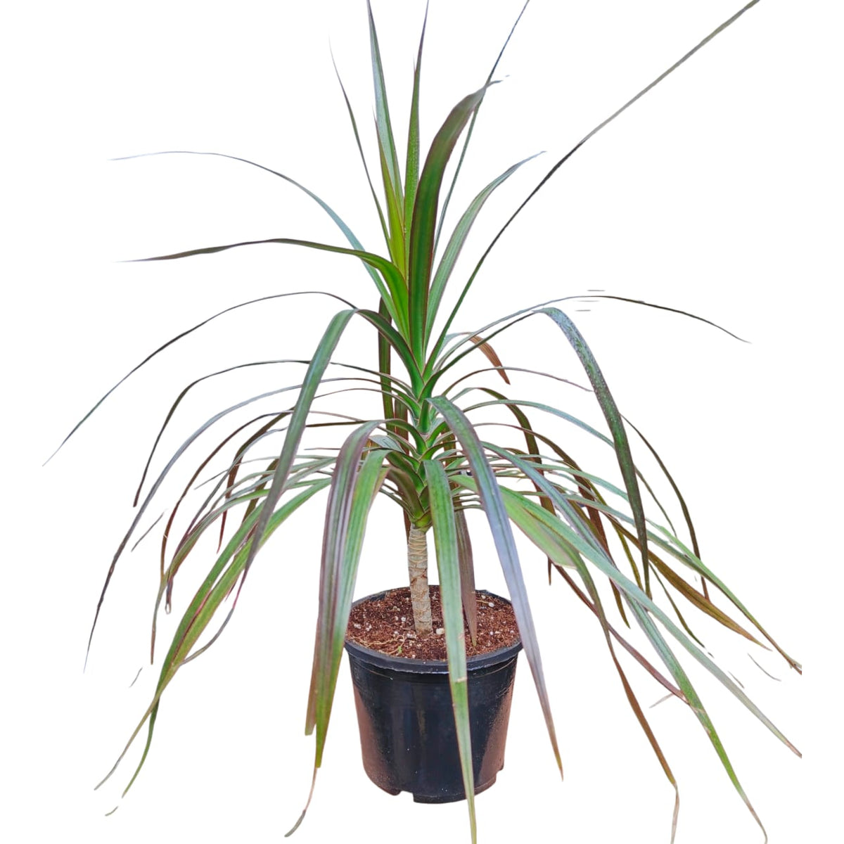 Plant 22