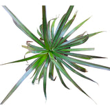 Plant 22