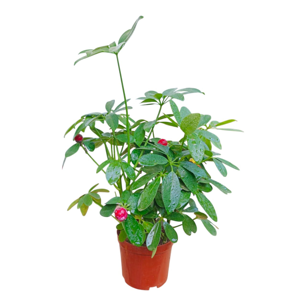 Plant 23