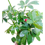 Plant 23