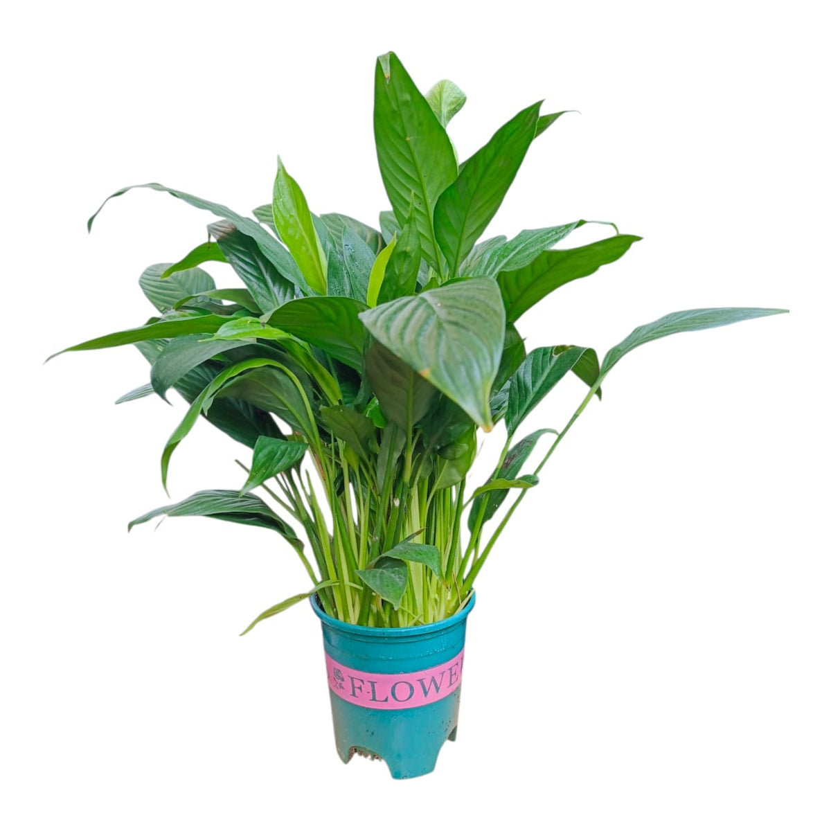 Plant 24
