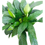 Plant 24